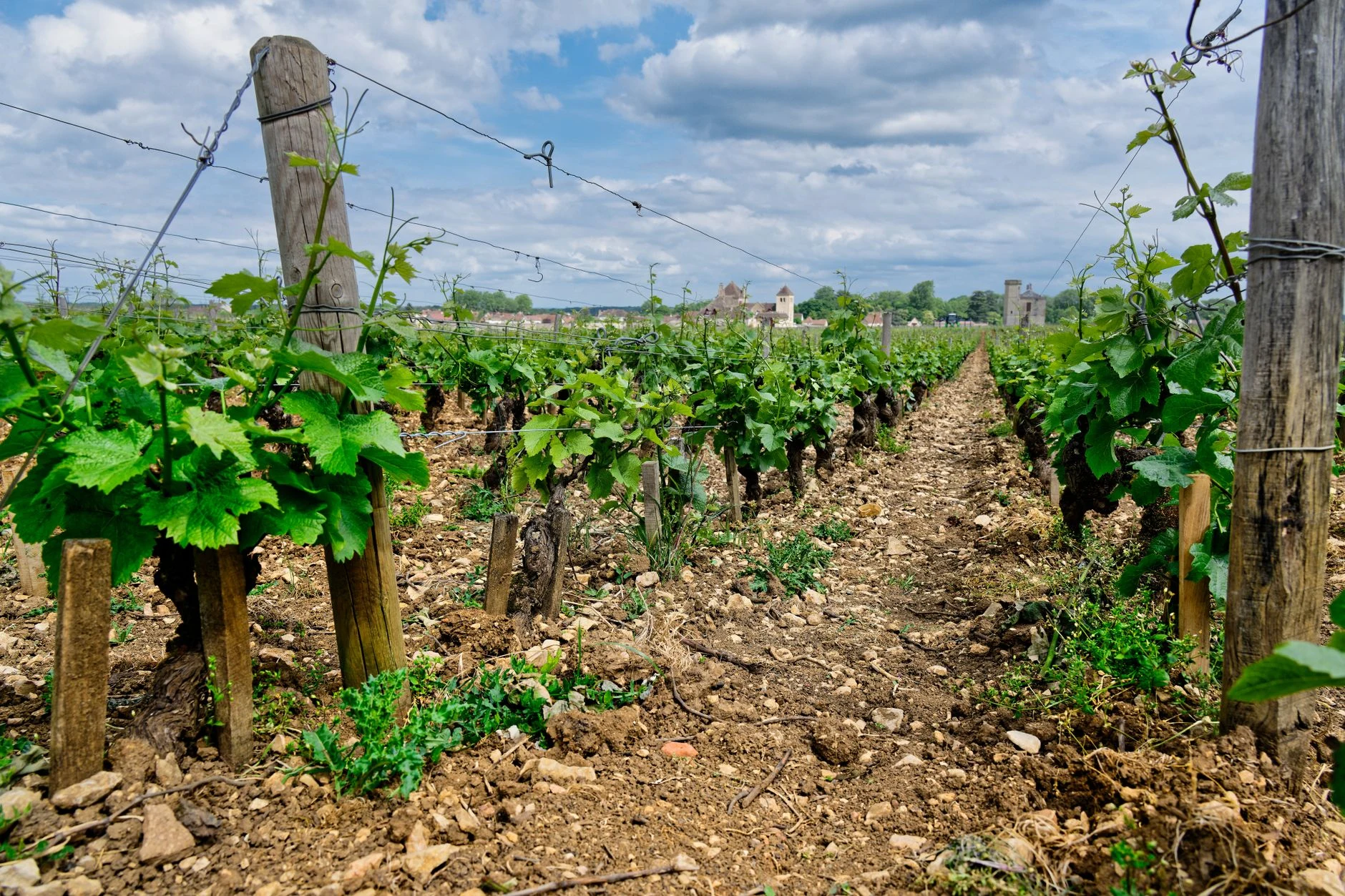 À la découverte du Merlot Allobroges et du Terroir Savoyard
