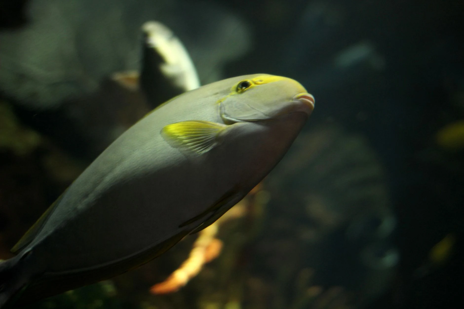 La Petite Roussette : Un Poisson Marin Fascinant