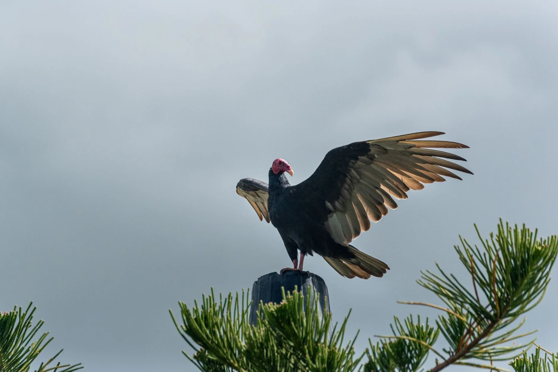 La Corbeau douce : trésor viticole des Allobroges